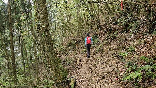 【嶺頭山、金柑樹山、忘憂森林】溪頭四姝、#小百岳54、留龍頭