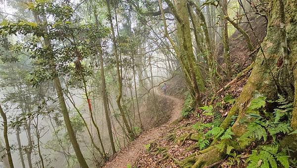 【嶺頭山、金柑樹山、忘憂森林】溪頭四姝、#小百岳54、留龍頭