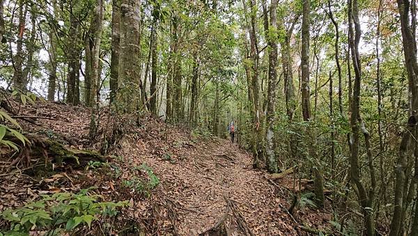 【嶺頭山、金柑樹山、忘憂森林】溪頭四姝、#小百岳54、留龍頭
