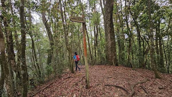 【嶺頭山、金柑樹山、忘憂森林】溪頭四姝、#小百岳54、留龍頭