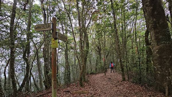 【嶺頭山、金柑樹山、忘憂森林】溪頭四姝、#小百岳54、留龍頭