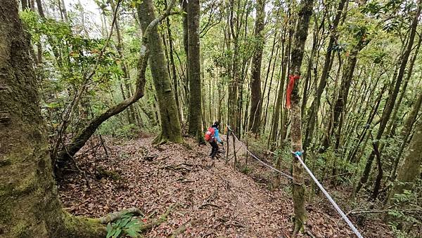 【嶺頭山、金柑樹山、忘憂森林】溪頭四姝、#小百岳54、留龍頭