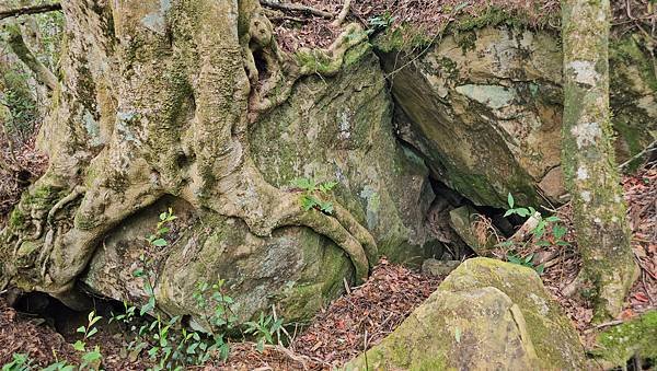 【嶺頭山、金柑樹山、忘憂森林】溪頭四姝、#小百岳54、留龍頭