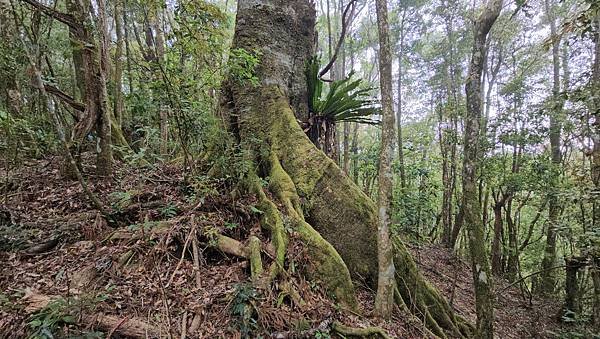 【嶺頭山、金柑樹山、忘憂森林】溪頭四姝、#小百岳54、留龍頭