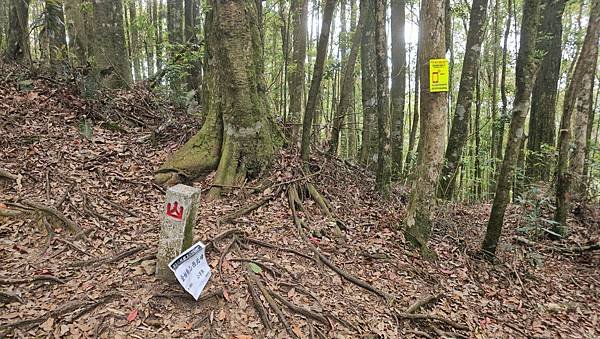 【嶺頭山、金柑樹山、忘憂森林】溪頭四姝、#小百岳54、留龍頭