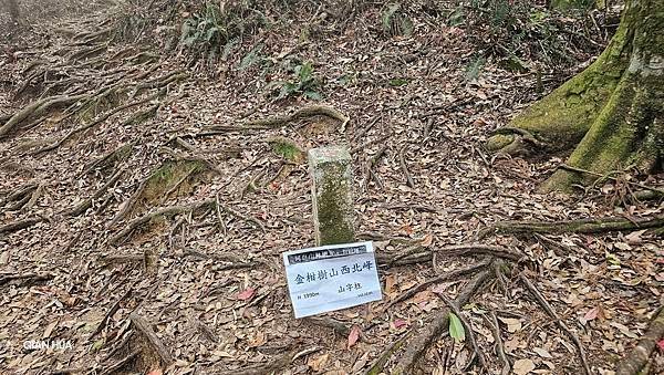 【嶺頭山、金柑樹山、忘憂森林】溪頭四姝、#小百岳54、留龍頭