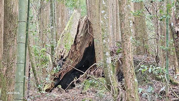 【嶺頭山、金柑樹山、忘憂森林】溪頭四姝、#小百岳54、留龍頭
