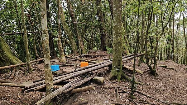 【嶺頭山、金柑樹山、忘憂森林】溪頭四姝、#小百岳54、留龍頭