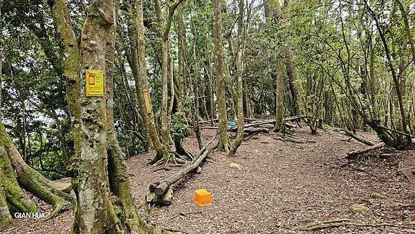 【嶺頭山、金柑樹山、忘憂森林】溪頭四姝、#小百岳54、留龍頭