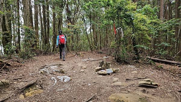 【嶺頭山、金柑樹山、忘憂森林】溪頭四姝、#小百岳54、留龍頭