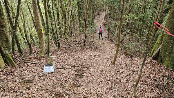 【嶺頭山、金柑樹山、忘憂森林】溪頭四姝、#小百岳54、留龍頭