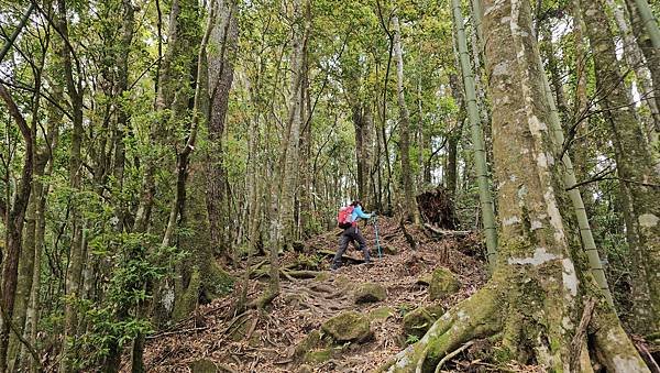 【嶺頭山、金柑樹山、忘憂森林】溪頭四姝、#小百岳54、留龍頭