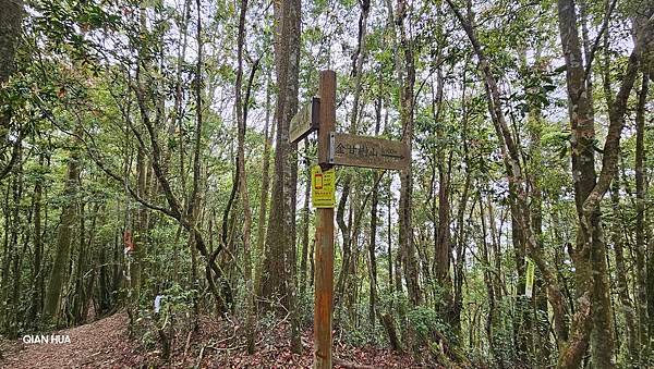 【嶺頭山、金柑樹山、忘憂森林】溪頭四姝、#小百岳54、留龍頭