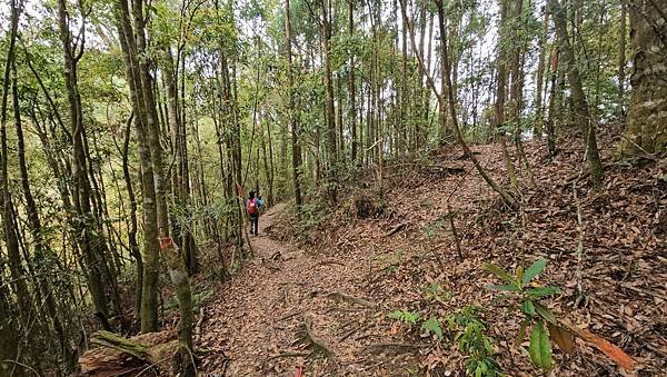 【嶺頭山、金柑樹山、忘憂森林】溪頭四姝、#小百岳54、留龍頭