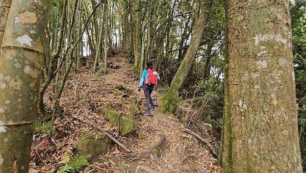 【嶺頭山、金柑樹山、忘憂森林】溪頭四姝、#小百岳54、留龍頭