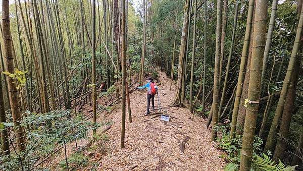 【嶺頭山、金柑樹山、忘憂森林】溪頭四姝、#小百岳54、留龍頭