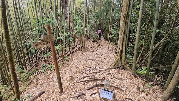 【嶺頭山、金柑樹山、忘憂森林】溪頭四姝、#小百岳54、留龍頭