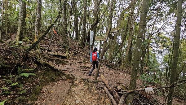 【嶺頭山、金柑樹山、忘憂森林】溪頭四姝、#小百岳54、留龍頭