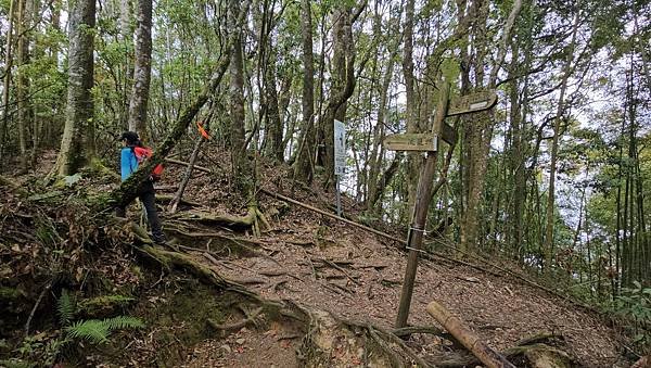 【嶺頭山、金柑樹山、忘憂森林】溪頭四姝、#小百岳54、留龍頭