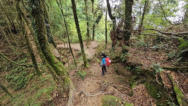 【嶺頭山、金柑樹山、忘憂森林】溪頭四姝、#小百岳54、留龍頭