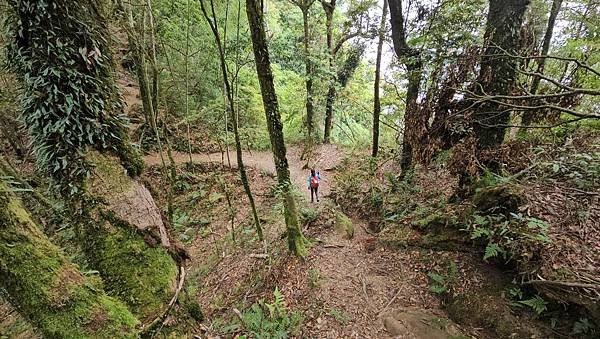 【嶺頭山、金柑樹山、忘憂森林】溪頭四姝、#小百岳54、留龍頭