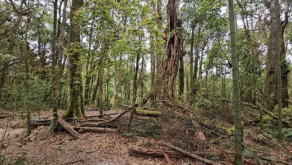【嶺頭山、金柑樹山、忘憂森林】溪頭四姝、#小百岳54、留龍頭