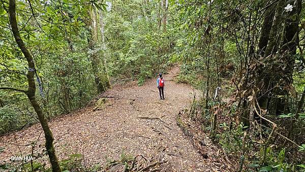 【嶺頭山、金柑樹山、忘憂森林】溪頭四姝、#小百岳54、留龍頭