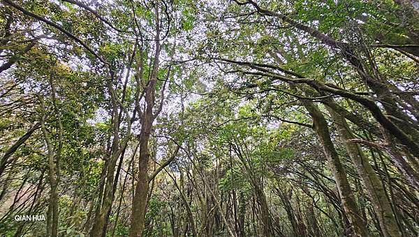 【嶺頭山、金柑樹山、忘憂森林】溪頭四姝、#小百岳54、留龍頭