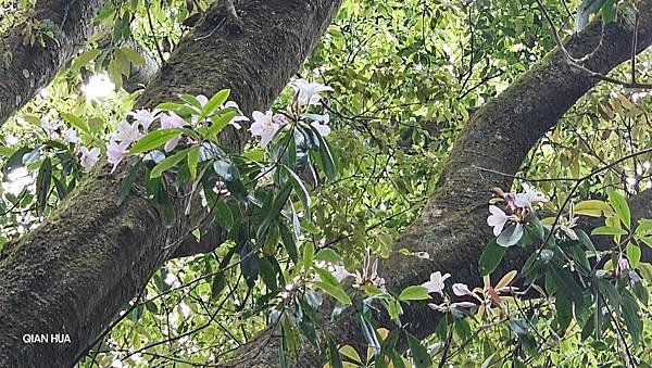 【嶺頭山、金柑樹山、忘憂森林】溪頭四姝、#小百岳54、留龍頭