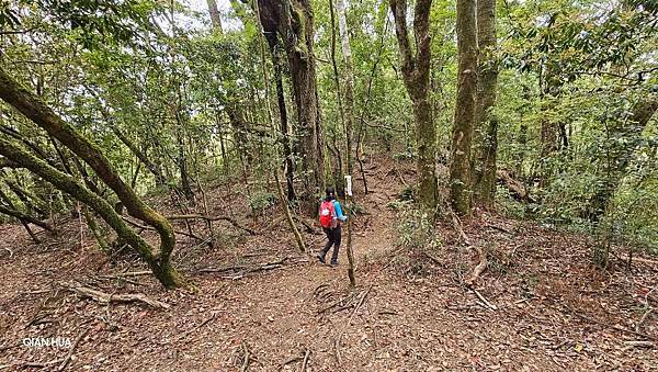 【嶺頭山、金柑樹山、忘憂森林】溪頭四姝、#小百岳54、留龍頭