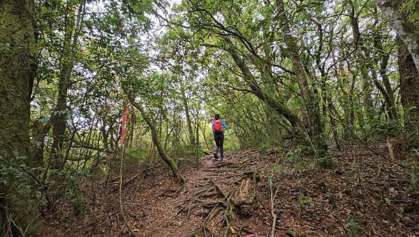 【嶺頭山、金柑樹山、忘憂森林】溪頭四姝、#小百岳54、留龍頭