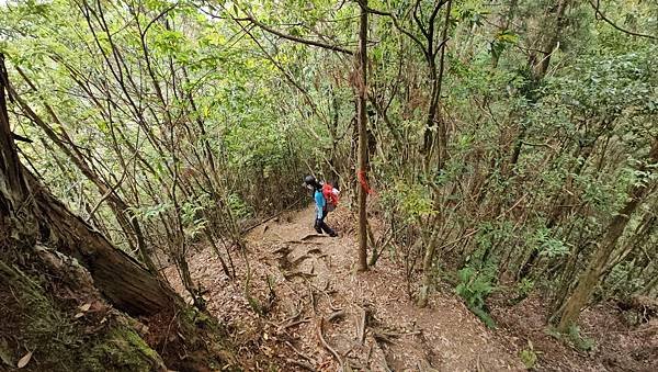 【嶺頭山、金柑樹山、忘憂森林】溪頭四姝、#小百岳54、留龍頭
