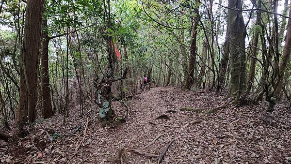 【嶺頭山、金柑樹山、忘憂森林】溪頭四姝、#小百岳54、留龍頭