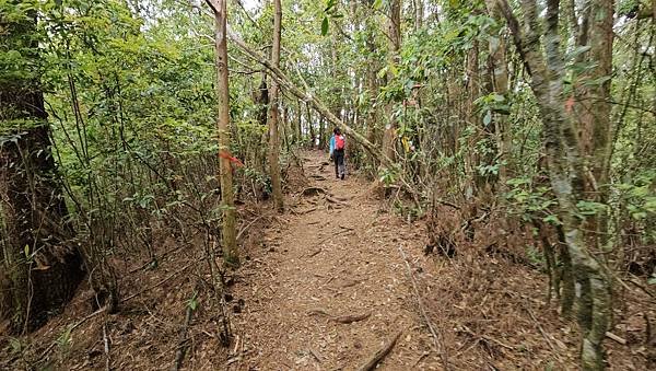 【嶺頭山、金柑樹山、忘憂森林】溪頭四姝、#小百岳54、留龍頭