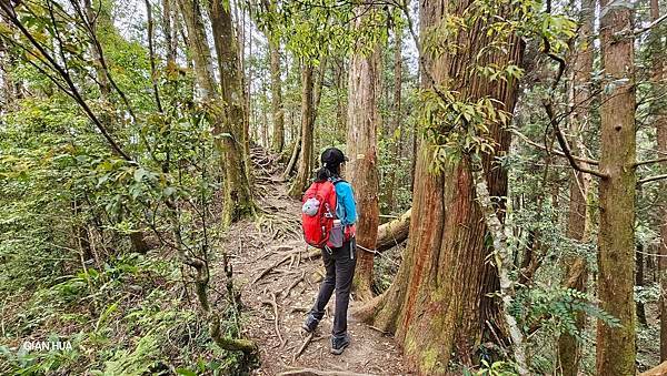【嶺頭山、金柑樹山、忘憂森林】溪頭四姝、#小百岳54、留龍頭