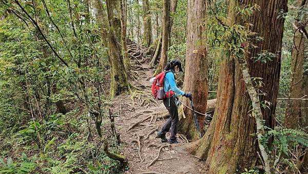 【嶺頭山、金柑樹山、忘憂森林】溪頭四姝、#小百岳54、留龍頭