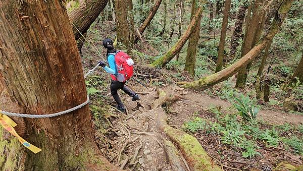 【嶺頭山、金柑樹山、忘憂森林】溪頭四姝、#小百岳54、留龍頭