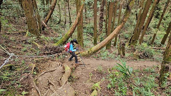 【嶺頭山、金柑樹山、忘憂森林】溪頭四姝、#小百岳54、留龍頭
