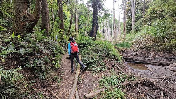 【嶺頭山、金柑樹山、忘憂森林】溪頭四姝、#小百岳54、留龍頭