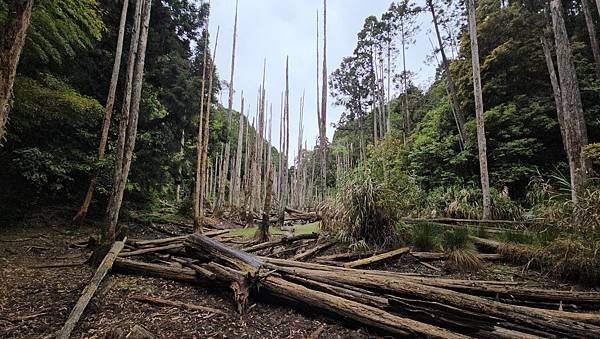 【嶺頭山、金柑樹山、忘憂森林】溪頭四姝、#小百岳54、留龍頭