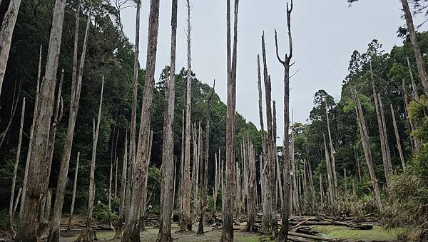【嶺頭山、金柑樹山、忘憂森林】溪頭四姝、#小百岳54、留龍頭