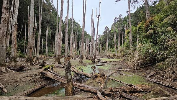 【嶺頭山、金柑樹山、忘憂森林】溪頭四姝、#小百岳54、留龍頭