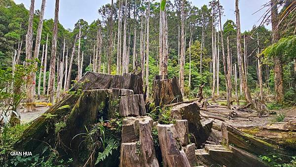 【嶺頭山、金柑樹山、忘憂森林】溪頭四姝、#小百岳54、留龍頭