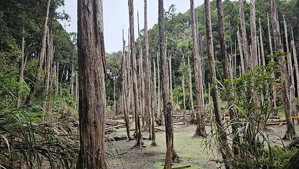 【嶺頭山、金柑樹山、忘憂森林】溪頭四姝、#小百岳54、留龍頭