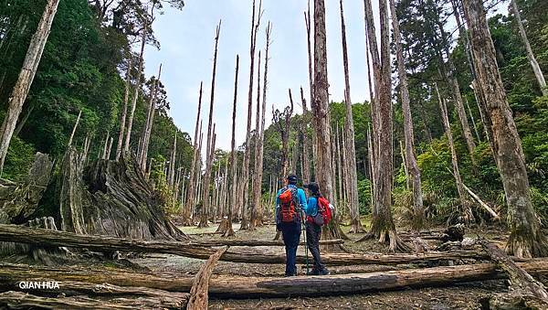 【嶺頭山、金柑樹山、忘憂森林】溪頭四姝、#小百岳54、留龍頭