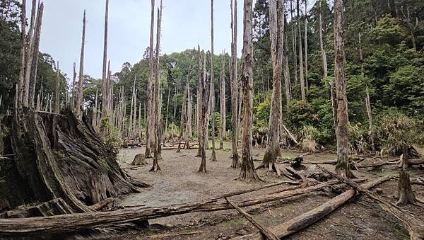 【嶺頭山、金柑樹山、忘憂森林】溪頭四姝、#小百岳54、留龍頭