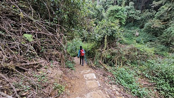 【嶺頭山、金柑樹山、忘憂森林】溪頭四姝、#小百岳54、留龍頭