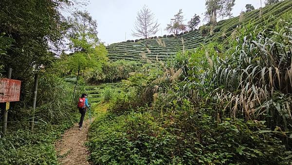 【嶺頭山、金柑樹山、忘憂森林】溪頭四姝、#小百岳54、留龍頭