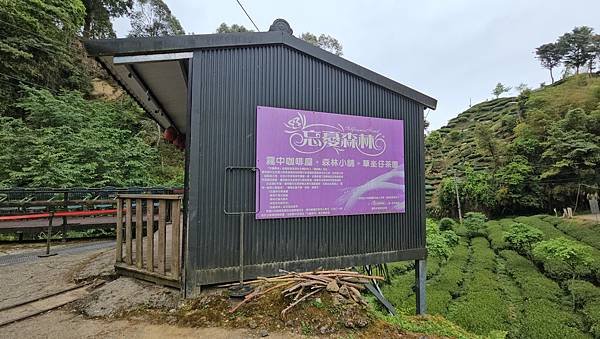 【嶺頭山、金柑樹山、忘憂森林】溪頭四姝、#小百岳54、留龍頭
