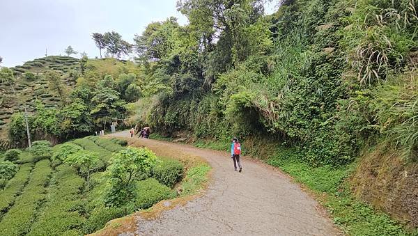 【嶺頭山、金柑樹山、忘憂森林】溪頭四姝、#小百岳54、留龍頭